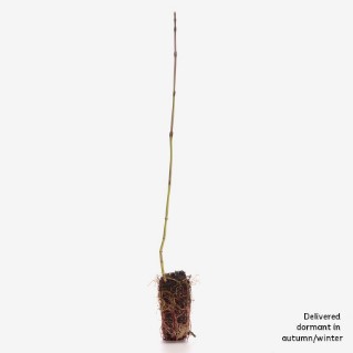 Dormant dogwood sapling