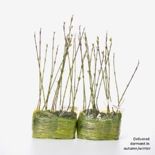 30 dormant dogwood saplings