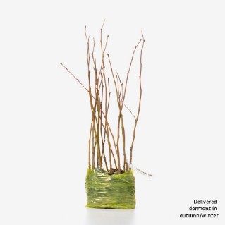 15 dormant large leaved lime saplings