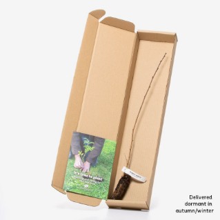 Dormant downy birch sapling in a box