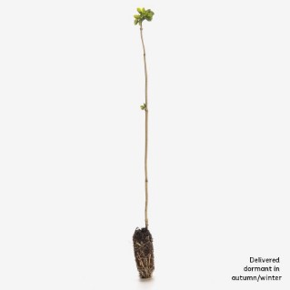 Dormant elder sapling