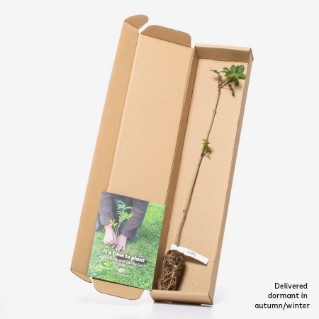 Dormant elder sapling in a box