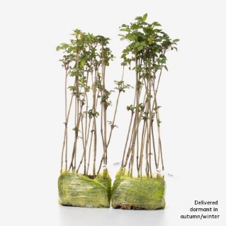 30 dormant elder saplings