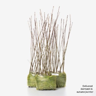 45 dormant oak saplings