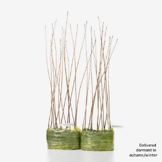 30 dormant purging buckthorn saplings