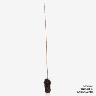 Dormant field maple sapling