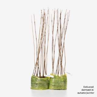 30 dormant field maple sapling