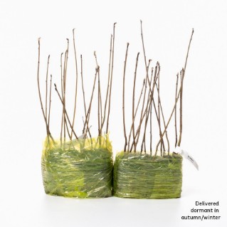 30 dormant rowan saplings