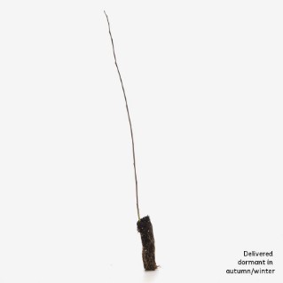 Dormant goat willow sapling