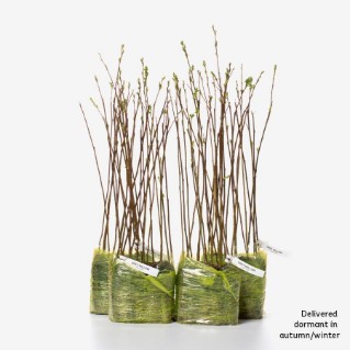 60 dormant goat willow saplings