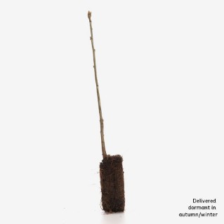 Single dormant sessile oak sapling 