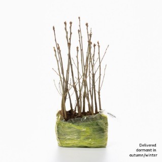 15 dormant sessile oak saplings 