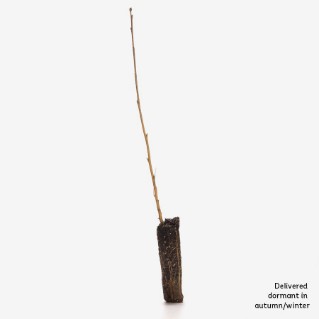 Single dormant silver birch sapling