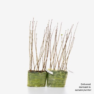 30 dormant silver birch saplings