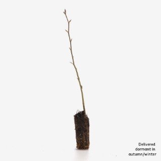 Dormant common beech sapling