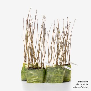 60 dormant small leaved lime saplings