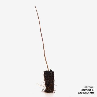 dormant guelder rose sapling