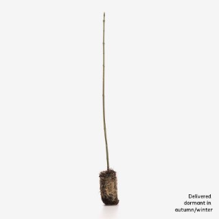 Single dormant spindle sapling 