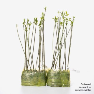 30 dormant spindle saplings 