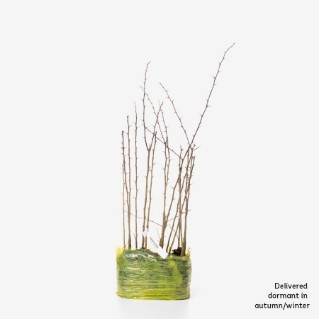 15 dormant hawthorn saplings