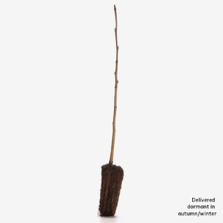 Single dormant sweet chestnut sapling