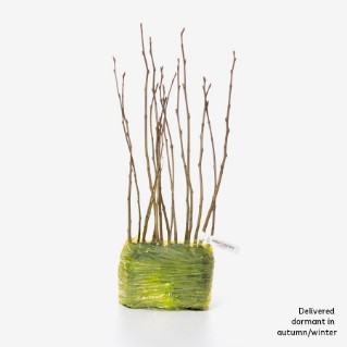 15 dormant sweet chestnut saplings