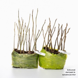 30 dormant walnut saplings