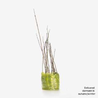 Horse and livestock friendly hedge mix