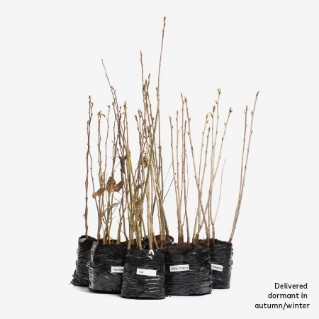 bundled dormant saplings