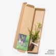 Single yew sapling in a box