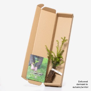 Single yew sapling in a box