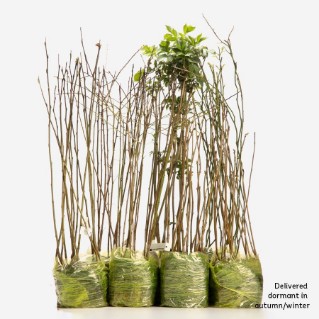 Wild harvest pack of 105