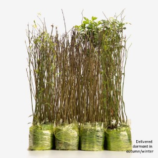 Wild harvest pack of 420