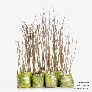 Wildlife tree mix 105