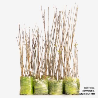 Working wood 105 dormant