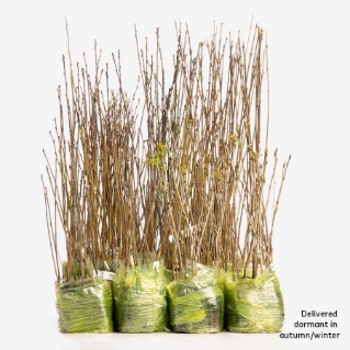 Working wood 420 dormant