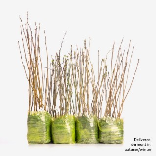 Year round colour 105