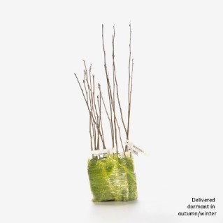 Tree planting events kit pack of 15