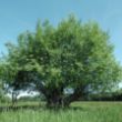 Picture of Crack willow (Salix Fragilis)