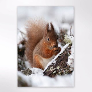 Picture of Winter wildlife