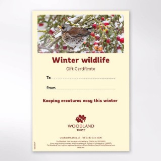 Picture of Winter wildlife