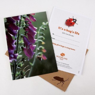 It's a bug's life gift pack