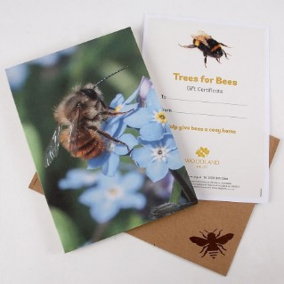 Trees for bees gift pack