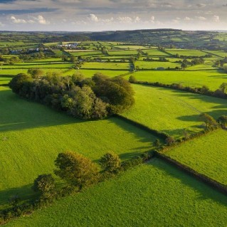 Established hedgerows and fields