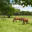 Shelterbelt surrounding field with horses