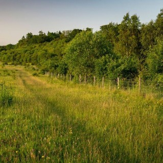 Established shelterbelt