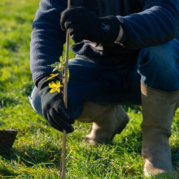 Buy plant for pollinator tree packs - Woodland Trust Shop | Woodland ...