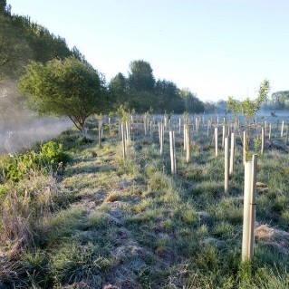 saplings planted with tubes and stakes protection