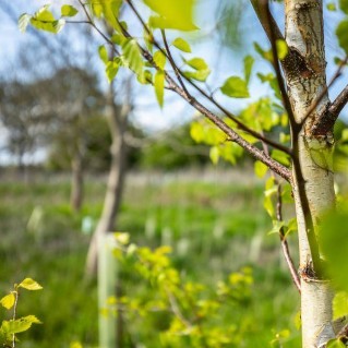 Young tree  in a field