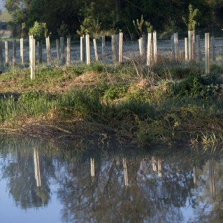 Young saplings in tubes and stakes protection